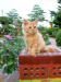 Persian cat